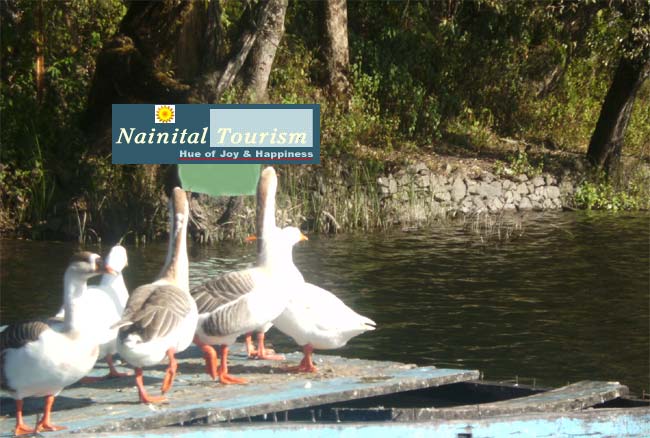 Naukuchiatal  :- Nine Cornered Lake