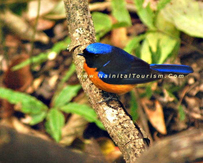 Bird Watching in Uttarakhand - Uttaranchal - Kumaon - Nainital