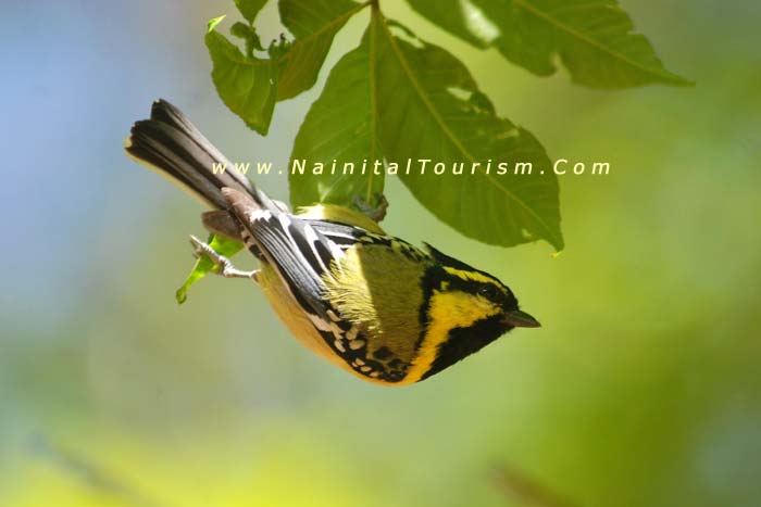 Bird Watching in Uttarakhand - Uttaranchal - Kumaon - Nainital