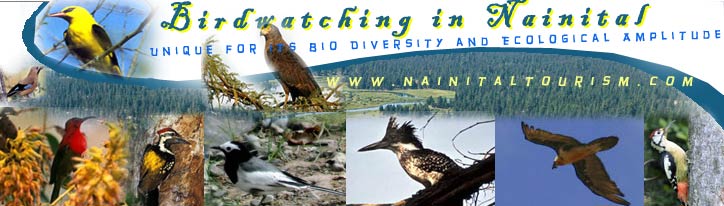 Bird Watching in Nainital