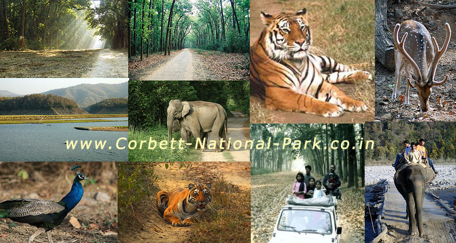 Corbett National Park Safari