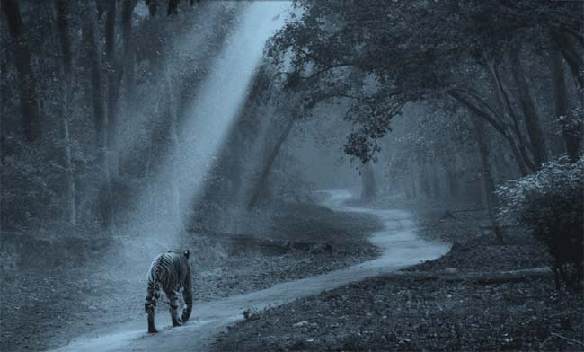 Corbett National Park is regarded as the heaven for Tigers