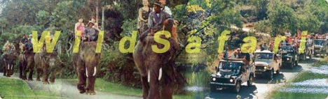 BOOK Dhikala Canter Safari