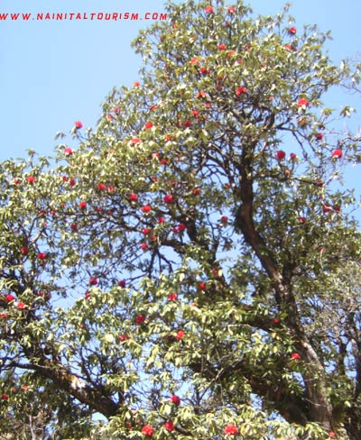 Rhododendron Tree