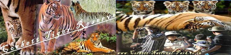 jim corbett evening safari timings