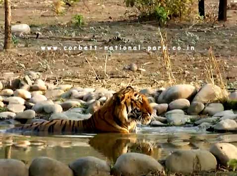 Corbett National Park - Tiger Photo Gallery