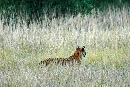 Corbett National Park - Tiger Photo Gallery