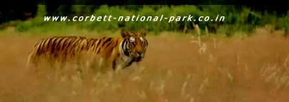 Corbett National Park - Tiger Photo Gallery