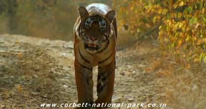 Corbett National Park - Tiger Photo Gallery