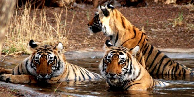 Corbett National Park - Tiger Photo Gallery