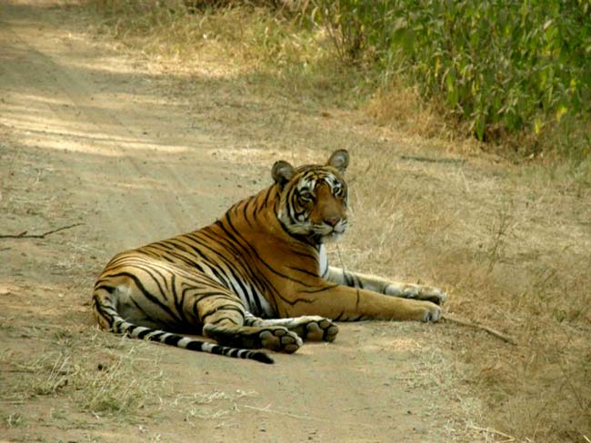 Corbett National Park - Tiger Photo Gallery