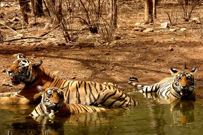 Corbett National Park - Tiger Photo Gallery