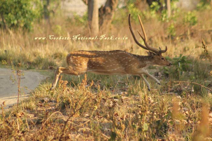 Corbett National Park - Chital Cheetal Chital Spotted Axis Deer Photo Gallery