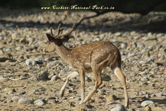 Corbett National Park - Chital Cheetal Chital Spotted Axis Deer Photo Gallery