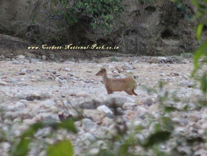 Corbett National Park Photo Gallery