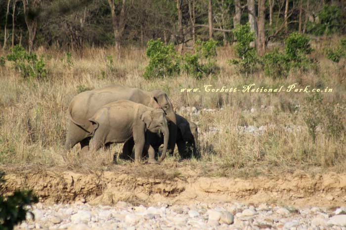 Corbett National Park - Elephant Photo Gallery