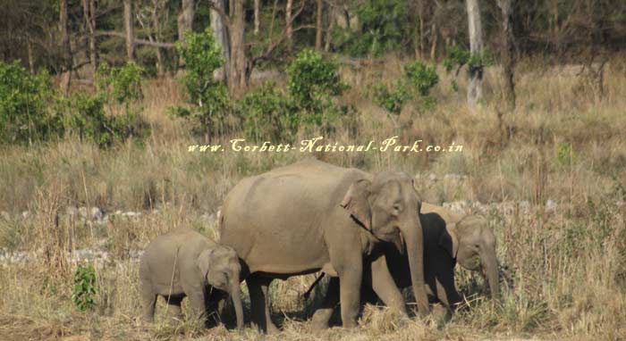 Corbett National Park - Elephant Photo Gallery