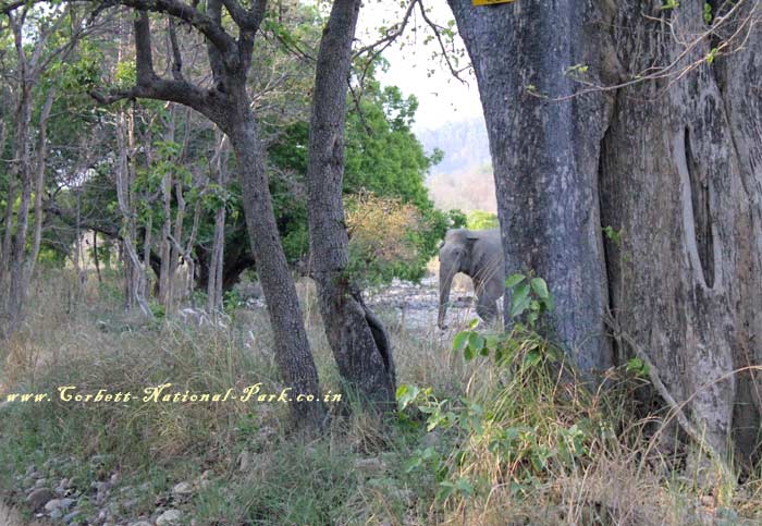 Corbett National Park - Elephant Photo Gallery