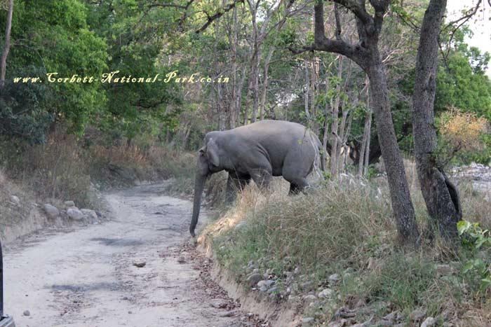 Corbett National Park - Elephant Photo Gallery