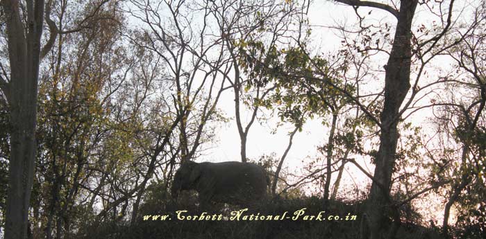 Corbett National Park - Elephant Photo Gallery