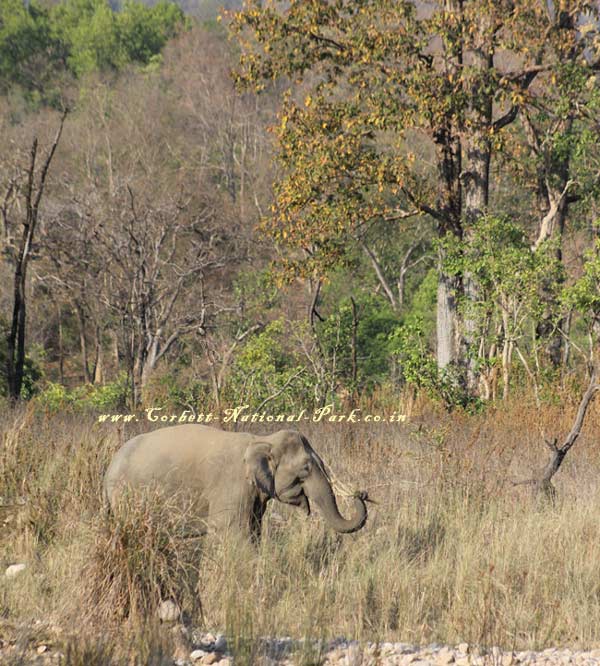 Corbett National Park - Elephant Photo Gallery