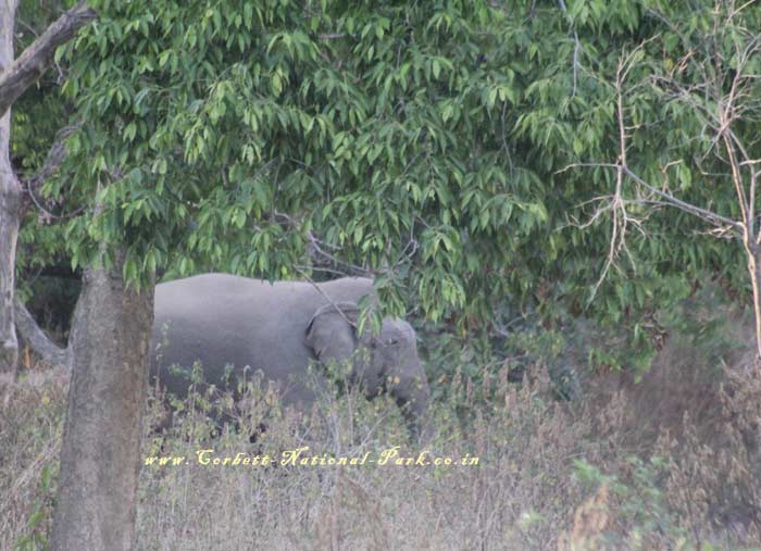 Corbett National Park - Elephant Photo Gallery