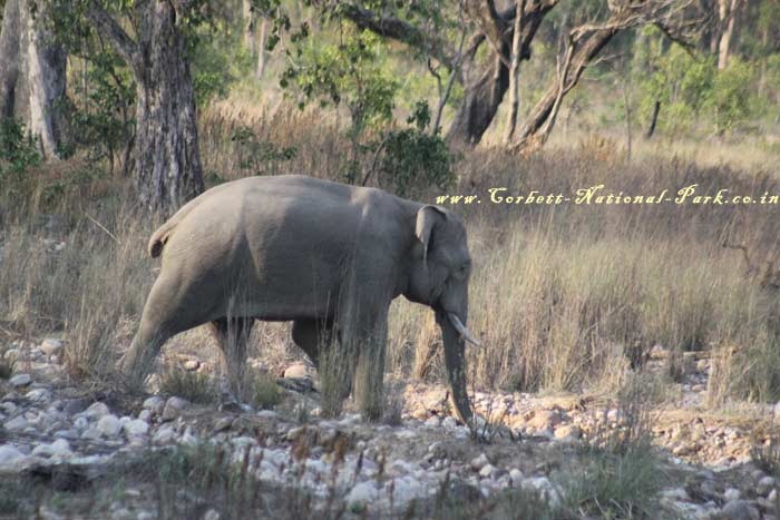 Corbett National Park - Elephant Photo Gallery