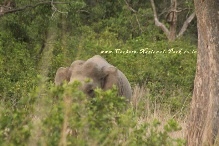 Corbett National Park - Elephant Photo Gallery