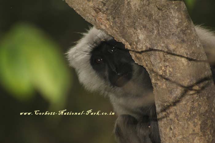 Corbett National Park Photo Gallery