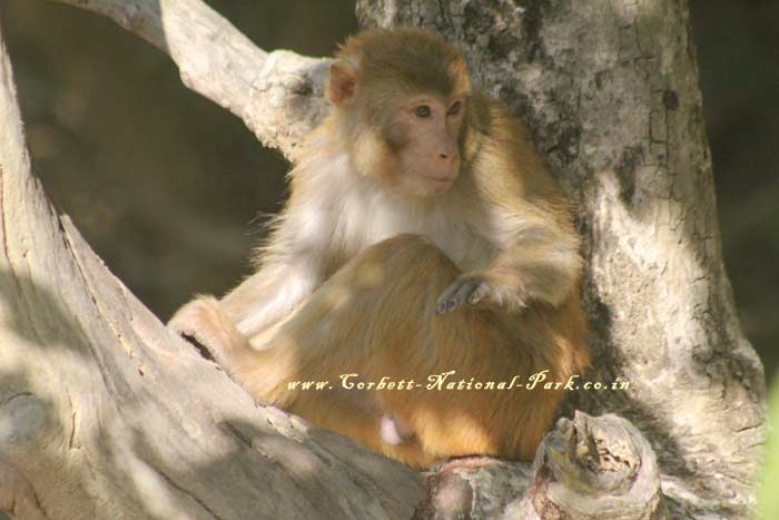 Corbett National Park Photo Gallery