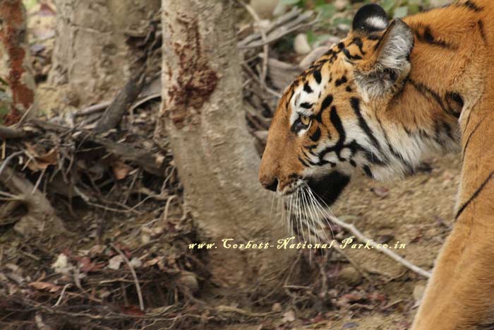 Corbett National Park - Tiger Photo Gallery