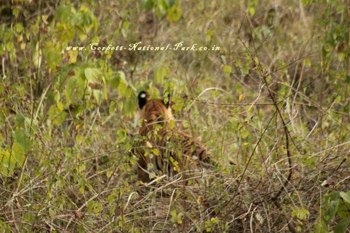 Corbett National Park - Tiger Photo Gallery