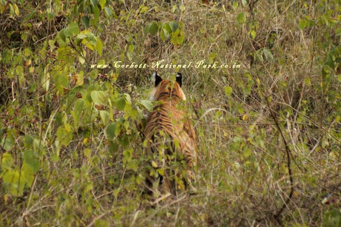 Corbett National Park - Tiger Photo Gallery