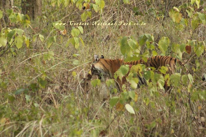 Corbett National Park - Tiger Photo Gallery