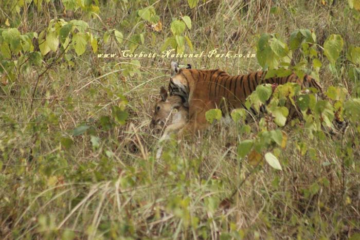 Corbett National Park - Tiger Photo Gallery