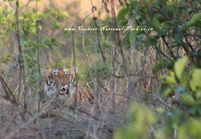 Corbett National Park - Tiger Photo Gallery