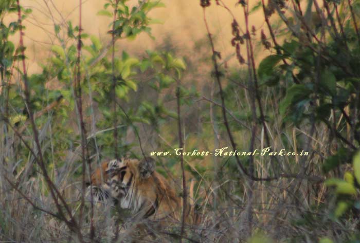 Corbett National Park - Tiger Photo Gallery