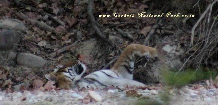 Corbett National Park - Tiger Photo Gallery