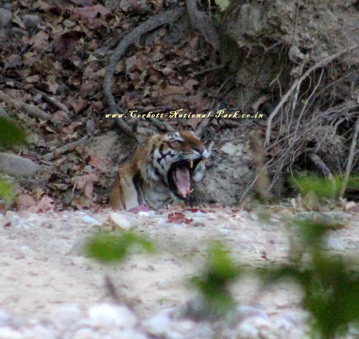 Corbett National Park - Tiger Photo Gallery