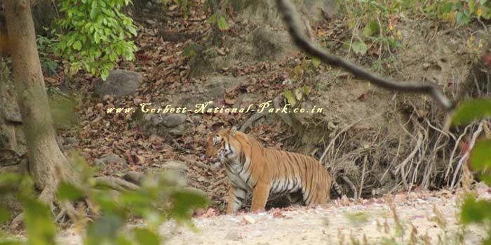 Corbett National Park - Tiger Photo Gallery