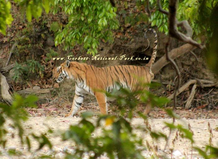 Tiger Tracing Tour - Tiger Tracking Tour 