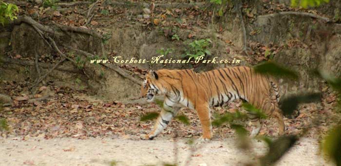 Corbett National Park - Tiger Photo Gallery