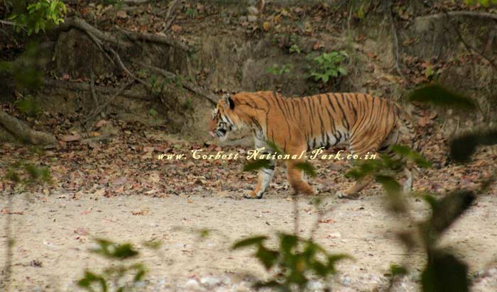 Corbett National Park - Tiger Photo Gallery