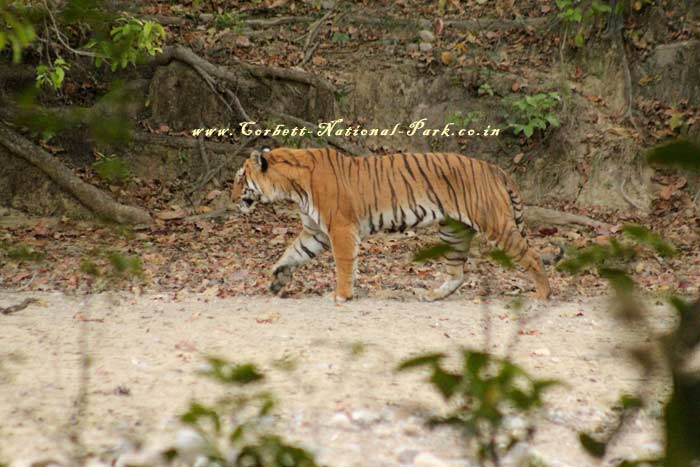 Corbett National Park - Tiger Photo Gallery