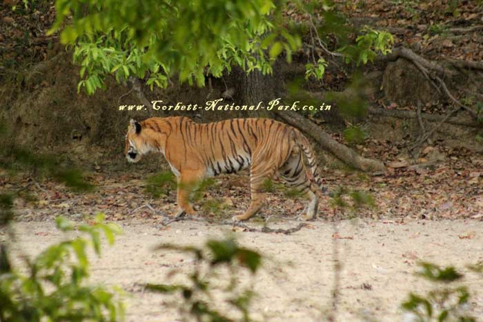 Corbett National Park - Tiger Photo Gallery