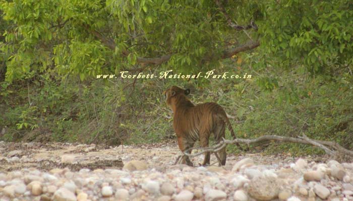 Corbett National Park - Tiger Photo Gallery