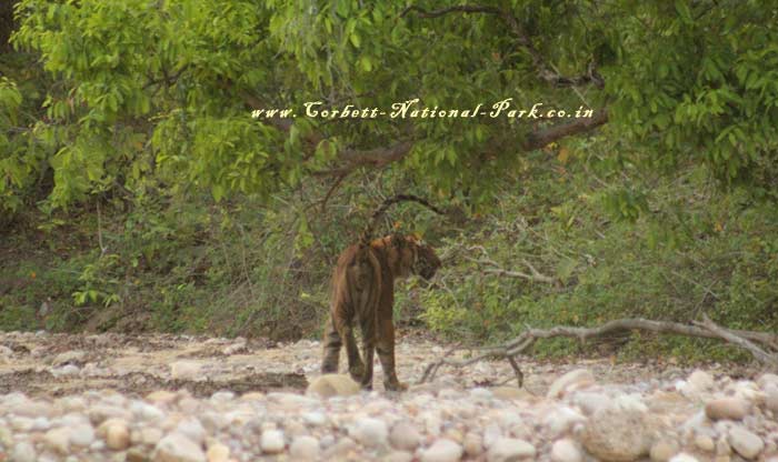 Corbett National Park - Tiger Photo Gallery