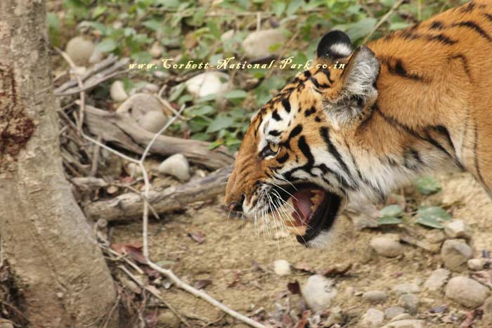 Corbett National Park - Tiger Photo Gallery