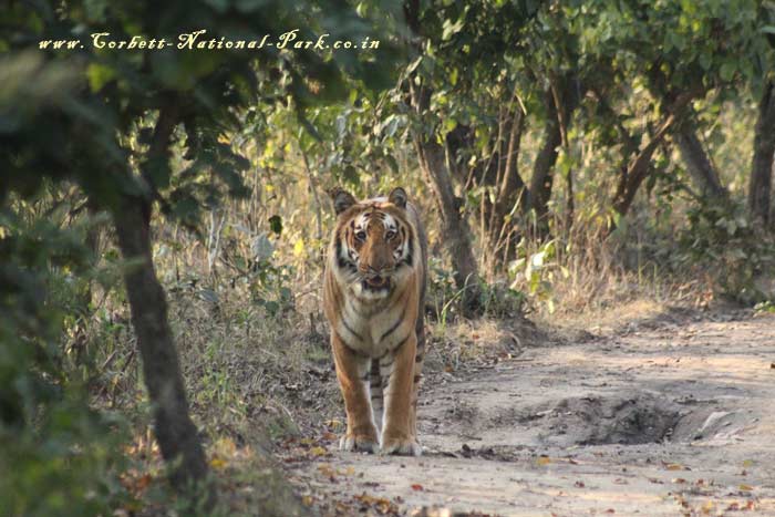 Corbett National Park - Tiger Photo Gallery