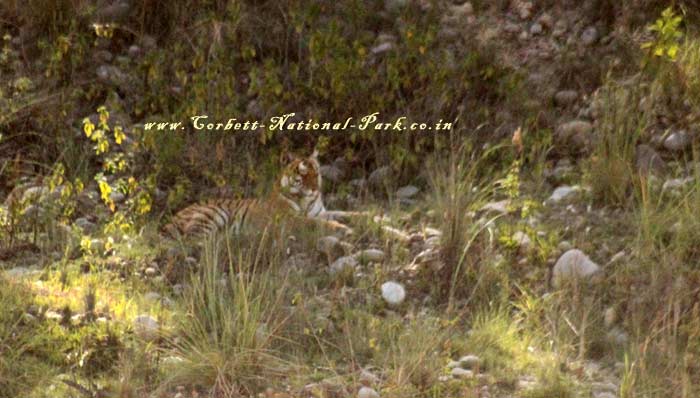 Corbett National Park - Tiger Photo Gallery